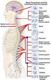 Body Functions And The Autonomic Nervous System Chart Hcmt