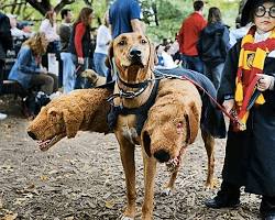 dog parade in Halloween costumesの画像