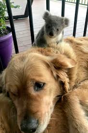 Table of contents do golden australian shepherds have health issues? Golden Retriever Surprises Owner With A Baby Koala Whose Life She Just Saved Bored Panda