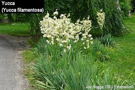 ✓ free for commercial use ✓ high quality images. Yucca Plant Bug Bygl