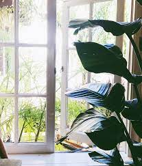 Bird Of Paradise Birds Of Paradise Trees To Plant Plants