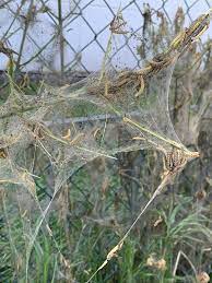 Die art ist futterpflanze u.a. Gemeindeverwaltung Munster In Hessen Die Gespinstmotte Ist Wieder Da