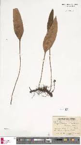 Image result for Elaphoglossum lastii