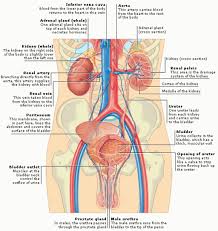 Body Regions Anatomy Koibana Info Anatomy Medical Medical Studies