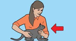 When performing a cat heimlich maneuver you hold your kitty with her back against your chest and her feet. First Aid For Cats What To Do When Your Cat Is Choking Petplan