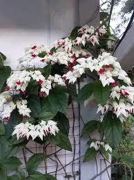 Image result for Galium scabrellum