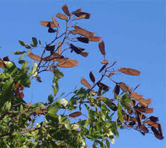 Image result for Julbernardia