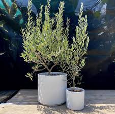 Image result for Olea