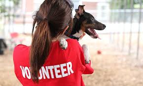 As For Community Service I D Like To Volunteer To Help The Animal Shelters It Has Nothing To Do Wit Humane Society Places To Volunteer Animal Shelter Volunteer