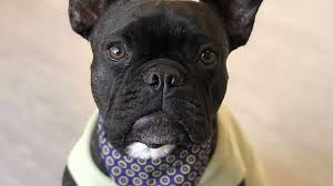 They have large, rounded, bat like ears and a the french bulldog has a very even and pleasant temperament, which makes him a perfect candidate this is the price you can expect to budget for a french bulldog with papers but without breeding. 7 Cute Pictures Of French Bulldogs