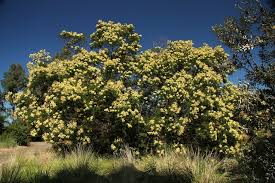 Image result for Acacia mearnsii
