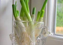 Plant deeply enough so that the top of the onion is covered by an inch of soil. How To Regrow Green Onions From Scraps Allrecipes
