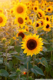 Sunflower Iphone Wallpaper Posted By Ethan Mercado Here you can find the best sunflowers wallpapers uploaded by our community. sunflower iphone wallpaper posted by