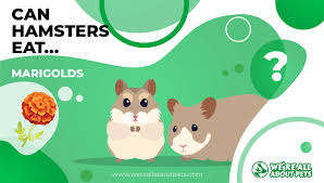 If not (as appliances vary) leave. Can Hamsters Eat Marigolds 2021 We Re All About Pets