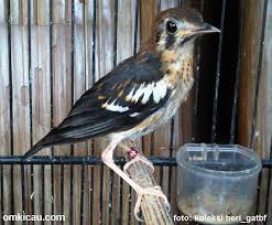 Decu,#kacermini,#decugacor,#decuwulung, video audio burung decu gacor,suaranya sangat ampuh memancing decu lain ikut. Ciri Anis Merah Trotol Jantan