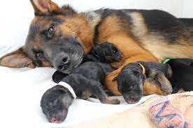 Breeding german shepherds from import german show lines. Highlander German Shepherds