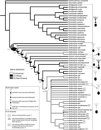 Image result for Bulbostylis schoenoides
