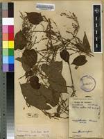 Image result for Dioscorea hirtiflora