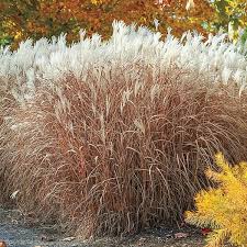 Image result for Panicum infestum