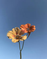 Gul Cicek Gokyuzu Duvarkagidi Wallpaper Tumblr In 2020 Nature Aesthetic Flower Aesthetic Plants