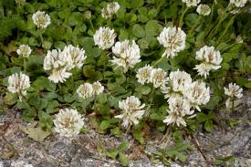 Image result for Trifolium isthmocarpum