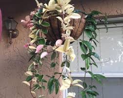 Image result for Selago lacunosa