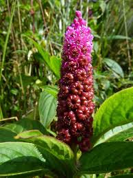 Image result for Phytolacca
