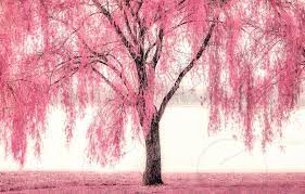 Rated 4.5 out of 5 stars. Pretty Pink Weeping Willow By Lisa Charbonneau Photo Stock Snapwire