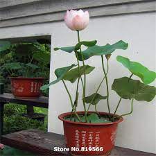 Dwarf lotus varieties are suited better than larger varieties to being grown in a container. Water Lily Seeds Chinese Mini Bowl Lotus Flower Sementes Indoor Home Bonsai Nelumbo Nucifera Outdoor Garden Bloomin Plants Indoor Flowering Plants Orchid Seeds