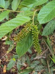 Image result for Antidesma