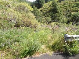 Image result for Andropogon amethystinus