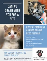 Supposedly, cats sleep 20 hours a day. Greater Birmingham Humane Society On Twitter April Showers Bring Kittens Kitten Season Has Arrived And We Need Your Help Did You Know That Kittens Sleep For Around 16 20 Hours A Day Not Only