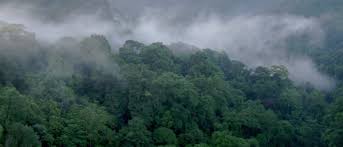 Image result for Sterculia subviolacea