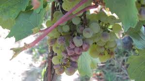 Image result for Metasphaeria diplodiella