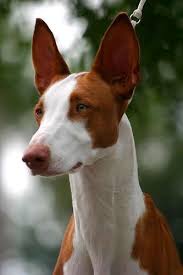 Ibizan Hound Dog Breeds Ibizan Hound Unique Dog Breeds