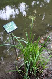 Image result for Dichaetanthera corymbosa