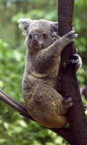 Koala In A Gum Tree Koala Bear Rainforest Animals Rainforest Habitat