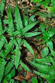 Image result for Arachniodes webbiana