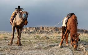 How much dose a camel weigh. Are Camels Faster Than Horses Equine Desire