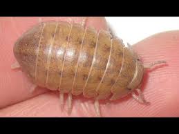 Image result for Disa brevicornis