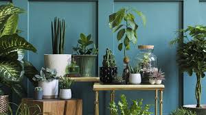 Omdat ik echt niet de enige ben zonder groene vingers bedacht ik mij dat er vast iemand zo slim was deze app geeft een melding wanneer en hoeveel water je aan je planten moet geven. Zo Vaak Moet Je Vetplantjes Dus Echt Water Geven Rtl Nieuws