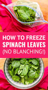 How To Freeze Spinach Can You Freeze Spinach Yes Unsophisticook
