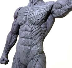 See more ideas about anatomy, anatomy drawing, man anatomy. Review Artist S Anatomy Male Anatomy Model