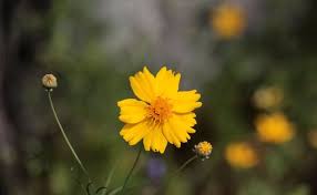 Send fresh flowers from local big spring florists today! Common Roadside Flower Named For Its Resemblance To Sweet Acacia