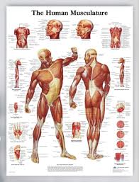 A) free body diagram for the block; T Yifuzx English Version Human Body Parts Analysis Poster Human Anatomy Diagram Canvas Painting Hospital Clinical Research Diagram 40x50cm Amazon Co Uk Kitchen Home