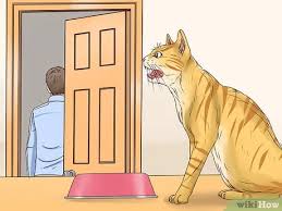 Here's how to get them to stop so you can get some sleep. 4 Ways To Get A Cat To Stop Meowing Wikihow