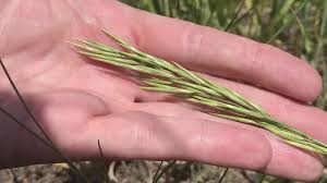 Bromus is a large genus of grasses, classified in its own tribe bromeae. Grass Identification Smooth Brome Youtube