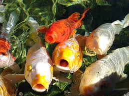 Buying Koi Fish