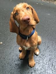 We did not find results for: Vizsla Puppies Cleveland Ohio The Y Guide