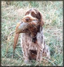 Image result for griffon korthalsův